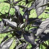 5 Adet Royal Black- Siyah Mini Şili Acı Biber Tohumu N11.3440 - 2