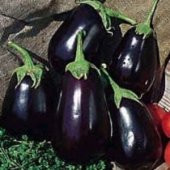 30+ Siyah Tombul Patlıcan Tohumu N11.4497 thumbnail 2