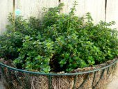 500+ Aromatik Kekik Tohumu N11.3345 thumbnail 1