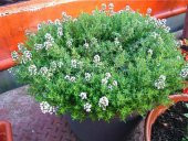 500+ Aromatik Kekik Tohumu N11.3345 thumbnail 2