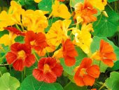 10+ Nasturtium- Latin Çiçeği Tohumu- Karışık Renk Çiçekli - 1