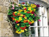 10+ Nasturtium- Latin Çiçeği Tohumu- Karışık Renk Çiçekli - 2