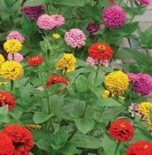 40+ Zinnia Dahlia Çiçek Tohumu- Dev Çiçekli thumbnail 2