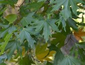 Çınar Tohumu 50 Adet Çınar Ağacı Tohumu thumbnail 1