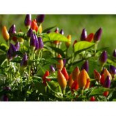 25 Adet Yediveren Acı Süs Biberi Tohumu Cin Biber Tohumu + thumbnail 3