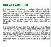 Doğal Göbek Marul Tohumu Iceberg 1000 Adet thumbnail 2