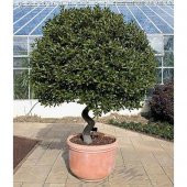 Defne Ağacı Tohumu Akdeniz Defnesi Tohumu 3 Tohum + thumbnail 1