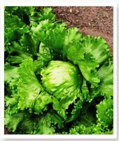 Doğal Göbek Marul Tohumu Iceberg 1000 Adet thumbnail 3