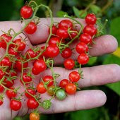 Bezelye Domates Tohumu 10 Adet Tohum thumbnail 1