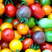 Gökkuşağı Cherry Domates Tohumu Regarenk Domates Seti 10 Tohum - 2
