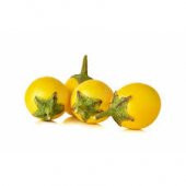 Thayland Nadir Minyatür Sarı Patlıcan Tohumu 5 Tohum + Tohu - 1