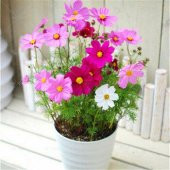Kosmos Çiçeği Tohumu Cosmos Çiçek Tohumu 5 Tohum+Saksı+Toprak+Hed - 1