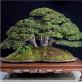 Bonsai Fıstık Çamı Ağacı Fıstık Çamı Tohum 5 Tohum +Saksı+Toprak+ - 1