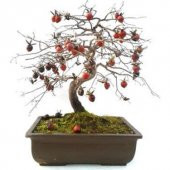 Bodur Bonsai Hurma Ağacı Tohumu 2 Tohum + Tohum - 1