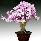 Bodur Bonsai Erik Ağacı Prunus Erik Ağacı Tohumu 2 Tohum+ T - 1
