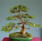 Bodur Bonsai Hambeles Ağacı Tohumu 5 Tohum +Saksı+Toprak+ T - 1