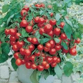Eko Paket Cherry Domates Tohumu Saksılık 65 Tohum + Tohum - 1