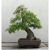 Bodur Bonsai Cennet Ağacı Tohumu Seti 5 Tohum+Toprak+Saksı+ - 1