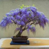 Bodur Bonsai Jakaranda Ağacı Tohumu 5 Tohum+ Tohum - 1