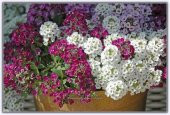Kraliyet Halısı Tohumu Alyssum Flower Tohumu 5 Tohum+ Tohum - 1