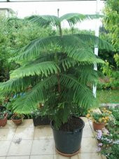 Eko Paket Arakorya Çamı Ağacı Salon Çamı Ağacı Tohumu 15 Tohum+He - 1