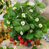İthal Nadir Saksılık Çilek Tohumu 10 Tohum +Saksı+Toprak + - 1
