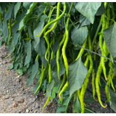 Tatlı Burkalem Biber Tohumı Burkalem Tohumu 25 Tohum+ Tohum thumbnail 2