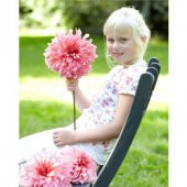 Dahlia Çiçeği Tohumu Yıldız Çiçeği Tohumu 10 Tohum + Tohum - 1