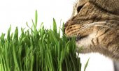 Kedi Çimi Tohumu 30 Gram İthal Kedi Çimi Tohumu + Saksı + Toprak - 1