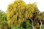 Kıbrıs Akasya Tohumu 5 Tohum + Bonsai Ağacı Tohumu - 1