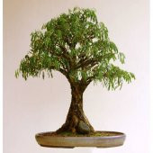 Bodur Bonsai Kıbrıs Akasyası Tohumu 5 Tohum + Tohum - 1