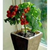 Cherry Domates Tohumu Saksılık Cherry Doates 10 Tohum + Toh - 1