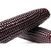 Mor Mısır Tohumu Bolivra Mısırı Tohumu 5 Tohum + Tohum - 1