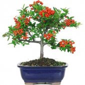 Bodur Bonsai Kızılcık Ağacı Tohumu Tohum +Spriz Tohum - 1