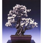 Bodur Bonsai Erik Ağacı Tohumu 2 Tohum +Saksı+Toprak+ Tohum - 1