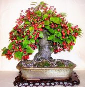 Bodur Bonsai Kiraz Ağacı Tohumu Tohumu 5 Tohum +Saksı+Toprak+Hedi - 1