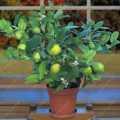 Bodur Bonsai Limon Ağacı Tohumu 5 Tohum +Saksı+Toprak+ Tohu - 3