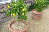 Bodur Bonsai Limon Ağacı Tohumu 5 Tohum +Saksı+Toprak+ Tohu - 4