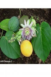 Çarkıfelek Meyve (Passiflora) Tohumu - 3