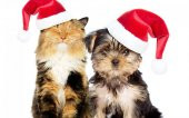 Max Küçük Boy Köpeklere Uygun Noel Şapkası M - 3