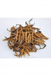 Tiens  Kordiseps Mantarı Cordyseps Kordysep Cordysep -kordisep - 4