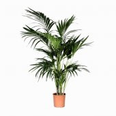 Kentia Palmiyesi - Kentya Palmiyesi -  150-170 Cm Boyunda - 1