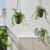 Asma Saksı Su Sümbülü Koyu Kahve MeridyenDukkan 14 cm IKEA İç Mekan Balkon Dekorasyonu - 2