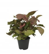 Syngonium Red - Ok Başı Sarmaşığı - 14 Cm Plastik Saksıda - 1