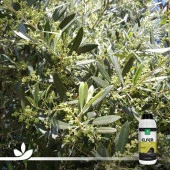 ELFER ZEYTİN | ZEYTİNE ÖZEL SIVI MİKRO BİTKİ BESİN KARIŞIMI 1 LİTRE - 2