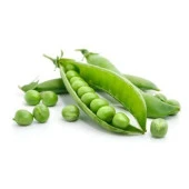 BT Rondo - Utrillo- Bezelye Tohumu (500 gr) - 3