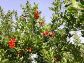 MAXIMA | MİKRO BİTKİ BESİN MADDELERİ KARIŞIMI 1 KG - 2