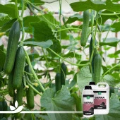 Sierra Tuzluluk Giderici 5 Litre - 2