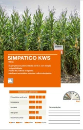 70 Günlük Silaj Mısır Tohumu-Simpatico-KWS-En Erkenci Mısır - 5