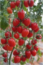 Flores F1 (Sırık Çeri Domates) Hibrit Tohum (1000 adet) thumbnail 3